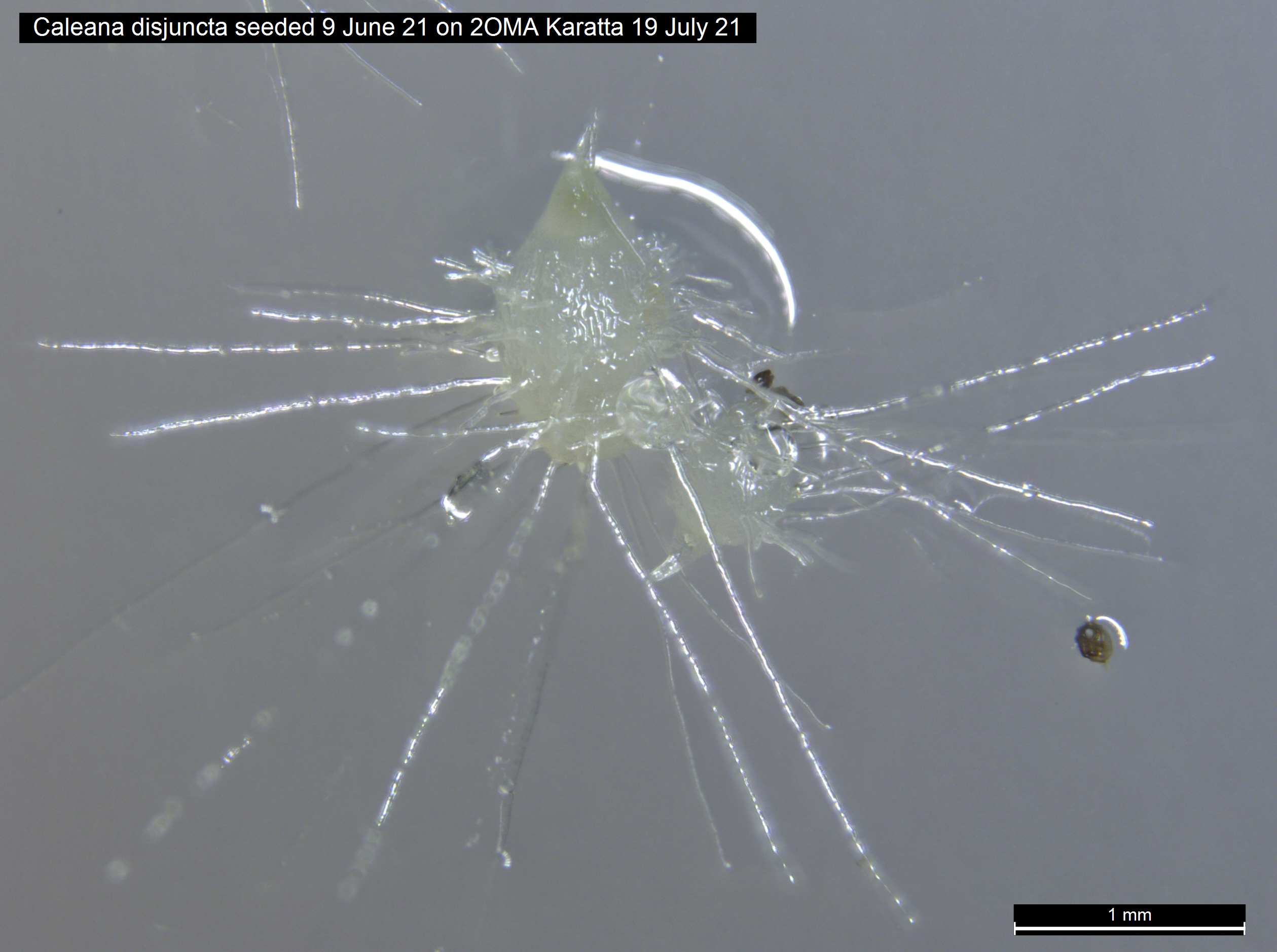 Magnified image showing the tear drop shaped seed of Caleana disjuncta with fungal hyphae protruding